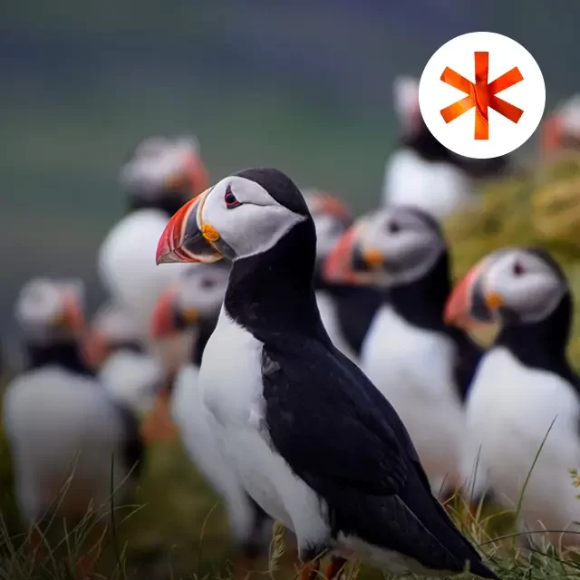 SilverOpus Travel Tours - More Puffins than People Iceland