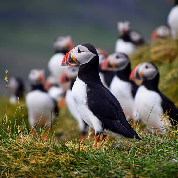 SilverOpus Travel Tours - Feathered Friends and Red Sands Puffins Iceland