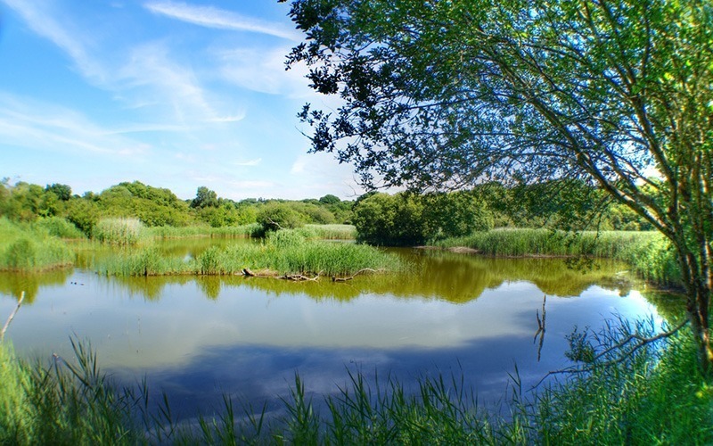 SilverOpus Destination UK Wales - Teifi Marsh Through Kingfisher Hide