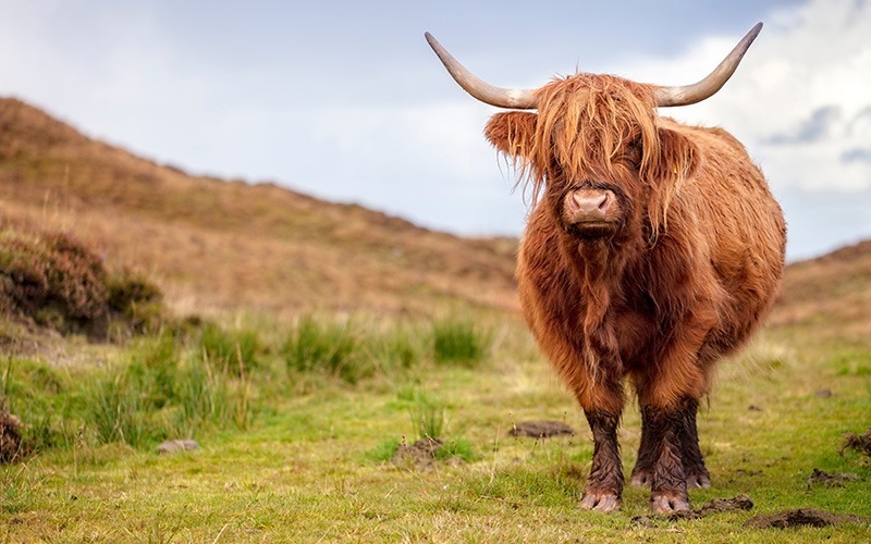SilverOpus Travel Tours - Destination UK Scotland Wildlife
